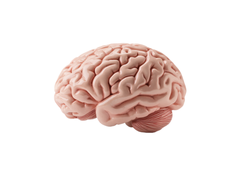 a close up of a brain