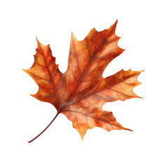 Obraz premium red maple leaf