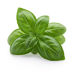 fresh green basil leaves isolated on white background