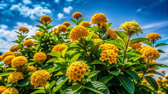 Vibrant Golden Thryallis Plant with Bright Yellow Flowers in Lush Green Foliage Against Clear Sky
