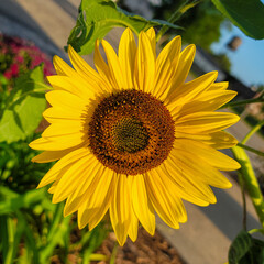 sunflower