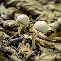 mushrooms in the forest