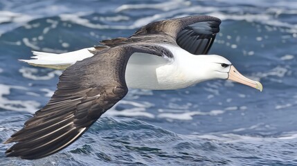Fototapeta premium A white-headed albatross with black wingtips flies over choppy blue ocean water.