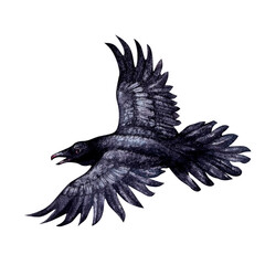 Fototapeta premium Black raven with open wings in flight. Watercolor illustration of smart black birds in a realistic hand-drawn style on a white background. Template design element for Halloween prints, fairy tales.