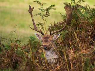 Fallow Deer Buck Sitting Down Portrait