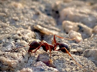 ant on the ground