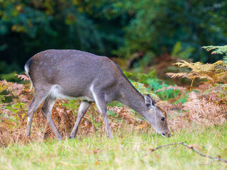 Female Sika Deer Feeding on Acorns