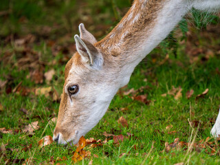 Close-up of a Fallow Deer Doe Head