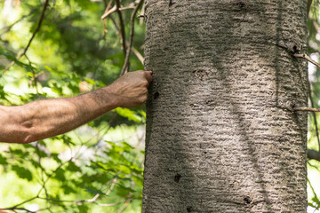 Herbalist is touching a tree trunk in a forest to identify its species and potential medicinal...