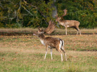 Fallow Deer Buck Walking Bellowing in the Rut