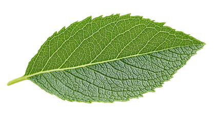 A green leaf showcasing natural texture and detail.