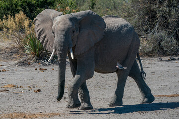 Fototapeta premium Solitary elephant walking in the bush of Botswana