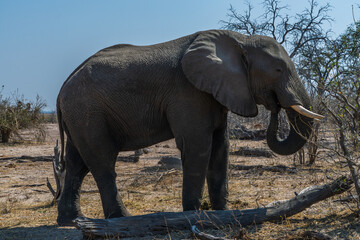 Solitary elephant walking in the bush of Botswana