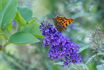 Comma butterfly (Polygonia c-album) perched on summer lilac in Zurich, Switzerland