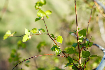 The image captures a close-up of young birch leaves sprouting from slender branches