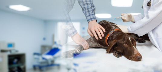 Veterinary care for the German Shorthaired Pointer.