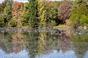 Canada geese on a pound in autumn. Colorful image with reflections on water surface.