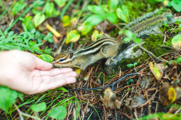This photo captures a close interaction between a small, striped chipmunk and a human hand