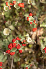 Cup lichen (cladonia coccifera), Belgium