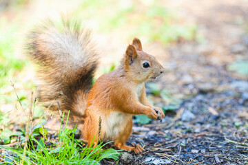 Red squirrel standing on the ground with its bushy tail raised