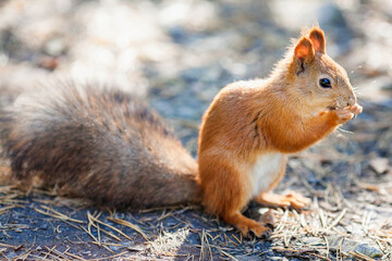 Red squirrel standing on the ground with its bushy tail raised