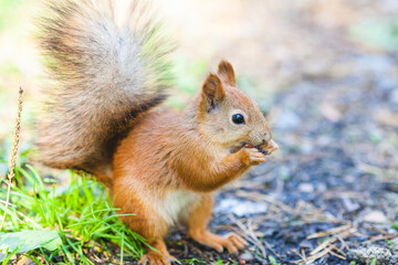 Red squirrel standing on the ground with its bushy tail raised