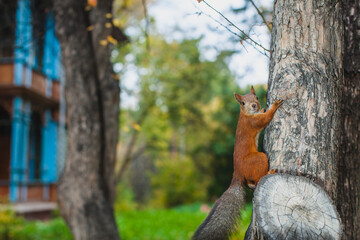 A squirrel clinging to the trunk of a tree in a forest, looking directly at the camera