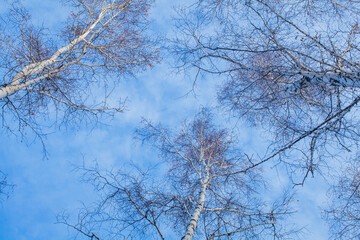 The photograph features a view of the treetops in a winter forest