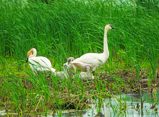 Trumperter Swans at the Wetland Nest Site