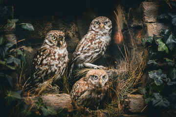Bird taxidermy on display at the museum