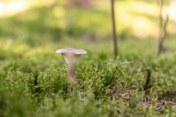 Small mushroom emerges from vibrant green moss on the forest floor, surrounded by nature's beauty. Selective focus