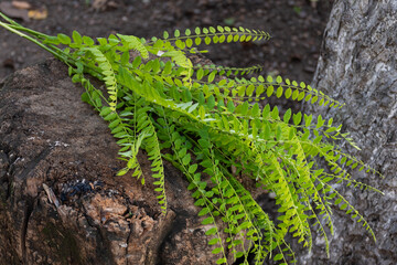 Green acacia leaves on a tree trunk in daylight, natural background