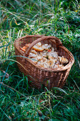 mushrooms in a wicker basket