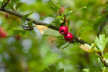 two red hawthorn berries on a twig close-up