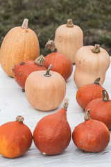 Pumpkins 