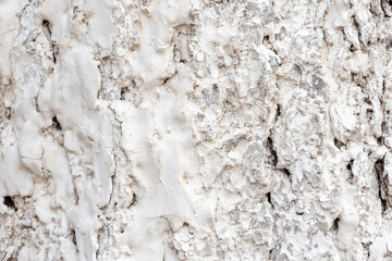 Whitewashed tree bark background, texture