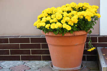 Yellow chrysanthemum flowers in large pot