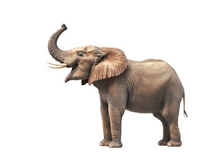 an elephant with its trunk up