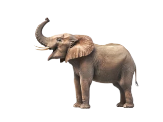  an elephant with its trunk up © Jn