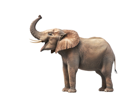 an elephant with its trunk up