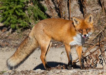 Close-up of a fox (Vulpes vulpes)