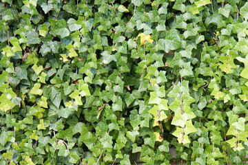 green leaves background, ivy hedge