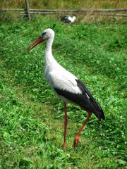 A white stork stands in a lush, green field