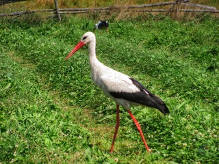 Fototapeta premium White Stork in a Summer Field