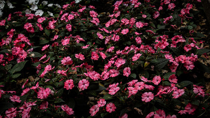 pink flowers in the garden Darker
