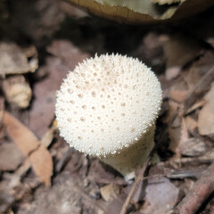 Common Puffball Mushroom