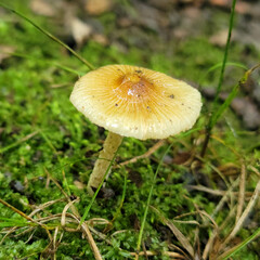 mushroom in the forest