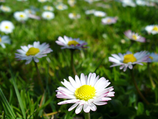 Obraz premium Green field with grass and flowers daisies - floral natural spring and summer background. Topics: beauty of nature, blooming, spring, summer, natural environment, season, ecology