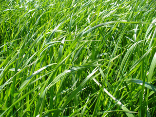 Green blades of grass bent in wind and glistening in sunlight - natural background. Topics: beauty...