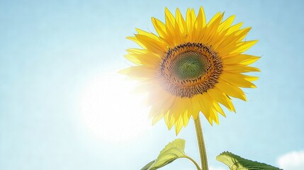   A sunflower dominates the blue sky as sunlight filters through its core